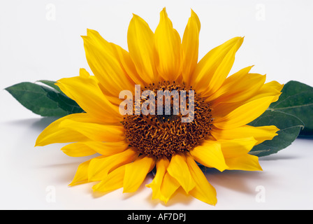 Tête de tournesol Banque D'Images