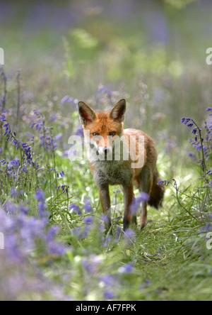 Vixen Red Fox (Vulpes vulpes) marcher dans la voie entre Bluebell flowers Banque D'Images