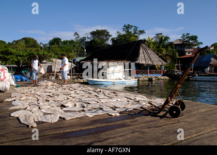 Les jeunes hommes jeter la chair de requin sur le dock pour sécher, Livingston, Guatemala Banque D'Images