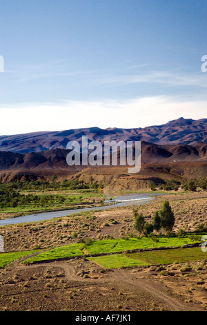 L'agriculture dans la vallée du Draa le long de la rivière Draa, Maroc Banque D'Images