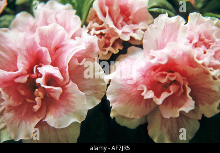 Close up d'azalées en fleurs Banque D'Images