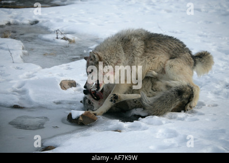 Loup gris Canis lupus Banque D'Images