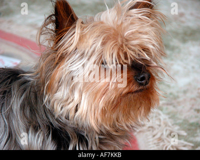 Mignon petit chien yorkshire terrier Banque D'Images