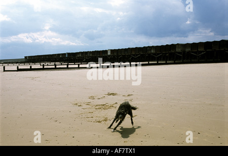 Chien qui court sur la plage à Frinton and on sea, Essex, Royaume-Uni. Banque D'Images