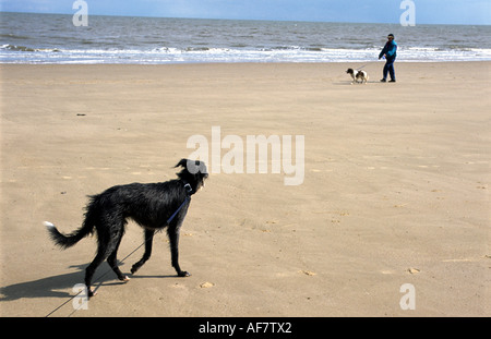 Des chiens a marché sur la plage, sur la mer, Frinton And Essex, UK. Banque D'Images