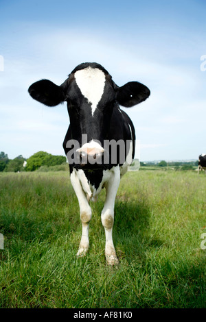 Vache de race Frisonne, dans un pré vert à la caméra directement dans Banque D'Images