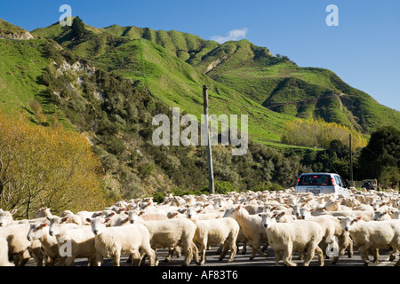 Les moutons en roulant le long de Wanganui Raetihi Road à Kakatahi Île du Nord Nouvelle-zélande Banque D'Images