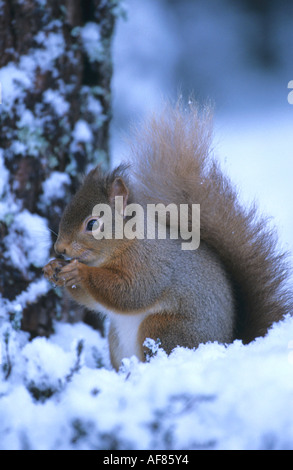 L'Écureuil roux Sciurus vulgaris se nourrissant de noisette à la base d'un pin dans la neige en hiver en Ecosse UK Banque D'Images