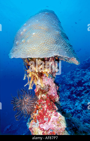 Un corail Diploastrea heliopora cerveau (casque) sur un socle de 14 mètres de crinoïdes ; récif Barracuda, Mary Island, Îles Salomon. Banque D'Images