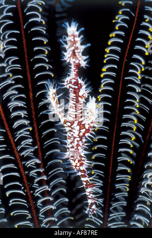 Un mâle syngnathe fantôme Arlequin orné (Solenostomos paradoxus.) se cache dans un crinoïde. Banque D'Images