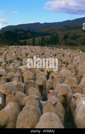 Un troupeau de moutons, les range selle, col de montagne, Cardrona, île du Sud, Nouvelle-Zélande Banque D'Images