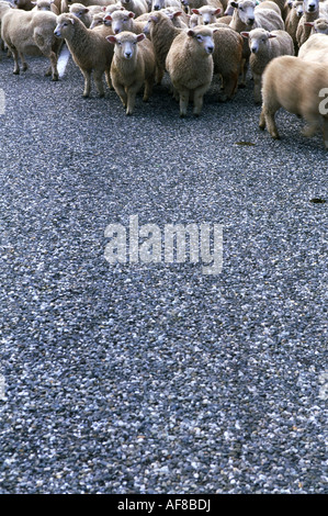 Un troupeau de moutons, les range selle, col de montagne, Cardrona, île du Sud, Nouvelle-Zélande Banque D'Images