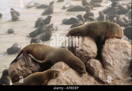 Colonie de phoques à fourrure, les pinnipèdes à Cape Cross, Namibie, Afrique Banque D'Images