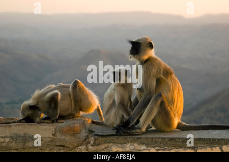 Close up horizontale d'un groupe de Black-footed Gray Langur (Semnopithecus albifrons) singes au coucher du soleil Banque D'Images