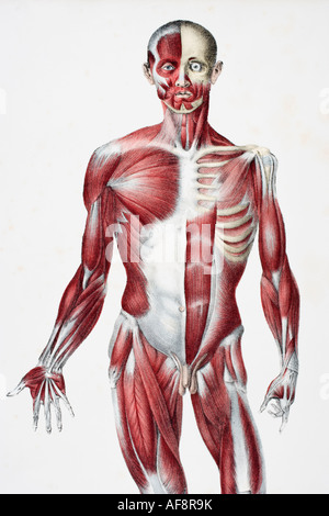 L'avant du corps de l'homme les muscles les tendons et les os montrant Banque D'Images