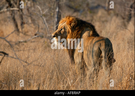 Vue arrière de la crinière d'un lion mâle sombre marche à travers broussailles sèches bushveld, Sabi Sand Game Reserve, Afrique du Sud, Mpumalanga Banque D'Images