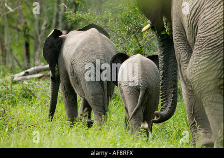 Vue arrière de l'éléphant trois allant d'un jeune veau d'une vache adulte marche loin de l'Afrique du Sud ; Banque D'Images