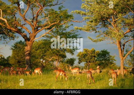 Un pâturage troupeau impala dans la lumière du soleil de l'après-midi chaud de gibier de Sabi Sand, Mpumalanga, Afrique du Sud Banque D'Images