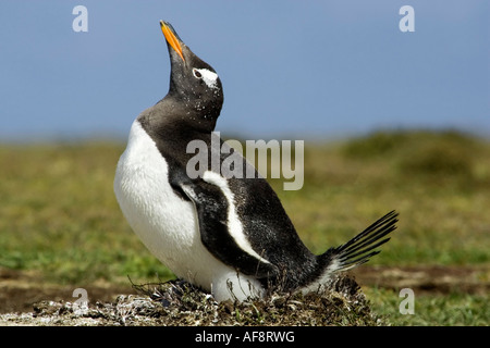 Un adulte Gentoo pingouin sur la couvaison nid 2 jeunes poussins Banque D'Images