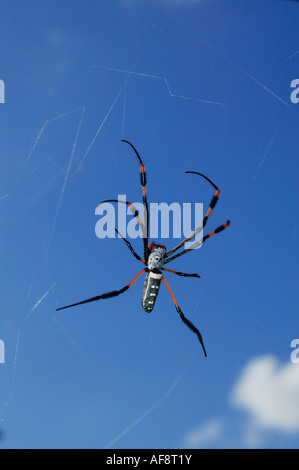 Globe Doré araignée sur son site web, la province du Limpopo Waterberg, Afrique du Sud Banque D'Images