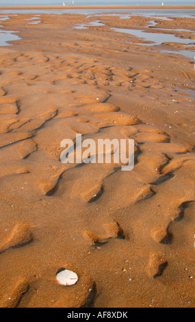 Plage de sable avec un seul dollar de sable (pansy shell) et dans la distance à boutres Banque D'Images