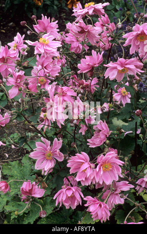 Anemone x hybrida 'Lady Gilmour' anémone japonica, anémones, fleurs rose Banque D'Images