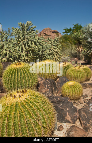 Arizona Phoenix Desert Botanical Garden cactus Banque D'Images