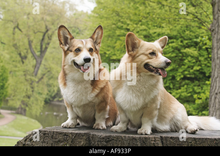 Pembroke Welsh Corgi. Deux chiens adultes assis sur une souche d'arbre Banque D'Images