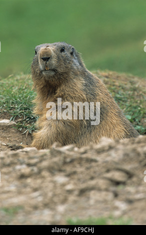 Une marmotte alpine au pied de l'Bischhoffshutte, Autriche. Banque D'Images