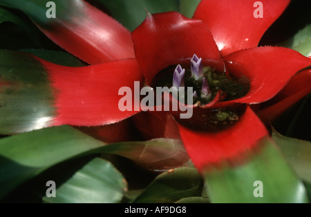 Neoregelia carolinae Neoregelia carolinae Tricolor (), plante en fleurs Banque D'Images