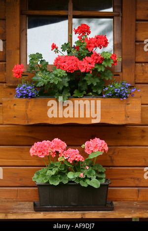 Géranium (Pelargonium spec.), à l'arrangement de fleur a summerhouse, géranium et jardin lobelia Banque D'Images