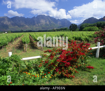 Vignoble près de Franschhoek, Province de Western Cape, Afrique du Sud Banque D'Images