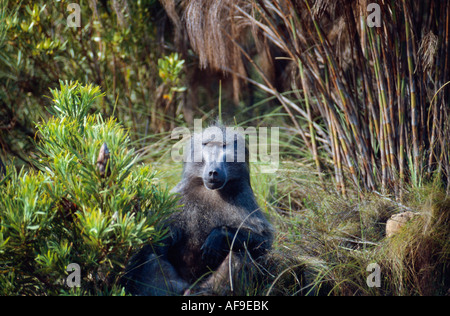 L'Afrique du Sud, péninsule du Cap, Le Cap de Bonne Espérance, le babouin Chacma en forêt Banque D'Images