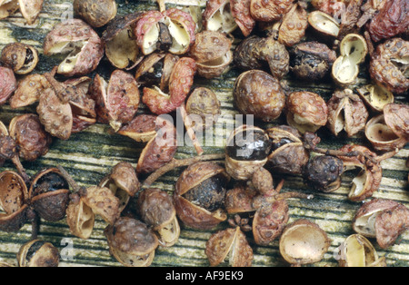 Poivre de Sichuan, poivre Szetchwan, Anis, poivre, poivre poivre Sprice chinois, japonais, japonais poivre prickly ash (Zanthoxyl Banque D'Images