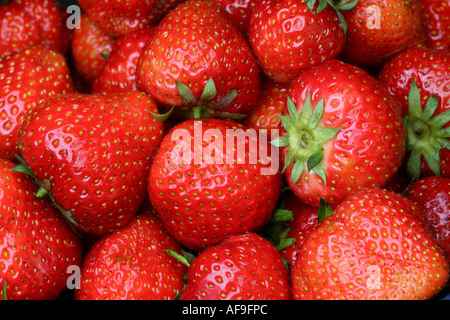 Fraise, fraise jardin hybride (Fragaria x ananassa (Fragaria ananassa)), une fraise mûre Banque D'Images