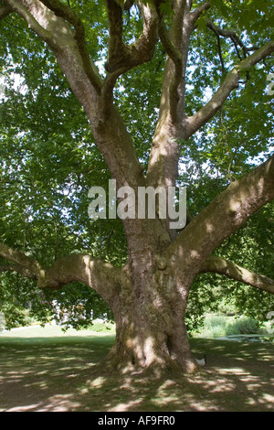 Ancienne vieille arbre dans les jardins à Audley End House Cambridge Cambridgeshire Angleterre GO UK Banque D'Images