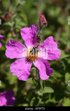 Rock rose rose (Cistus villosus, Cistus incanus), fleur avec Bourdon Banque D'Images