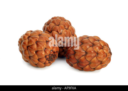 Raphia (Raphia farinifera), les fruits (drupes) Banque D'Images