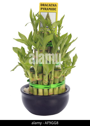 Lucky bambou Dracaena (Dracaena sanderiana Lucky Bamboo), Dracaena pyramid Banque D'Images