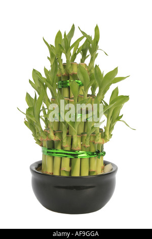 Lucky bambou Dracaena (Dracaena sanderiana Lucky Bamboo), Dracaena pyramid Banque D'Images