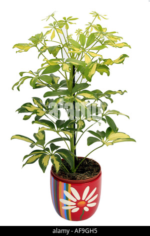 Schefflera arboricola schefflera (nain), plante en pot, feuilles colorées variegates Banque D'Images