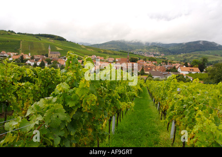 Weinberge bei Landau, vignoble Banque D'Images