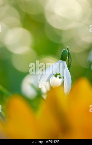 Snowdrop, Close-up Banque D'Images