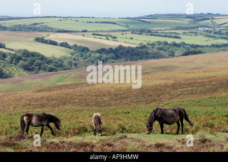 Poneys Exmoor sur Brendon Common, Exmoor, Devon, England, UK Banque D'Images