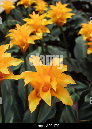 Usine de crotale, flamme éternelle (Calathea crocata 'Candela', Calathea crocata Candela), blooming Banque D'Images