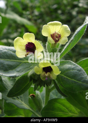 La jusquiame noire (Hyoscyamus albus russe), fleurs Banque D'Images