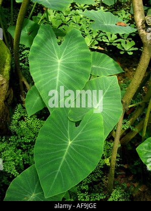 Le taro, sauvage de cocoyam, oreilles d'éléphant (Colocasia esculenta), feuilles Banque D'Images
