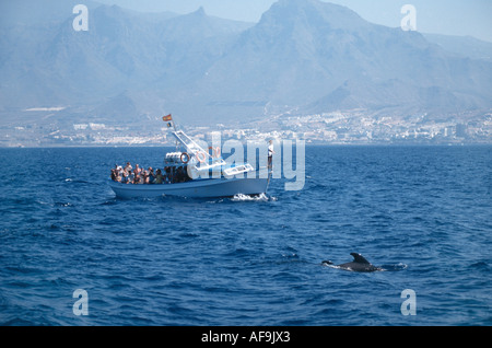 Pilote de l'Indo-Pacifique, baleine globicéphale court, blackfish (Globicephala seiboldii, Globicephala macrorhynchus), Whale Watch Banque D'Images