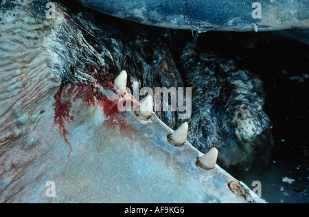 Cachalot, grand cachalot, baleine spermaceti, trompette, baleine cachalot (Physeter macrocephalus), carcasses, des dents d'une agr Banque D'Images