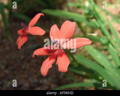 Anomatheca laxa Freesia (faux), seule fleur Banque D'Images